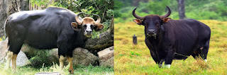 Gaur ve Banteng