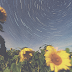 A Star's Letter to a Sunflower (April, 2015)