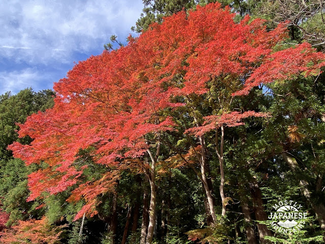 More fall foliage near Mt. Mitsutoge