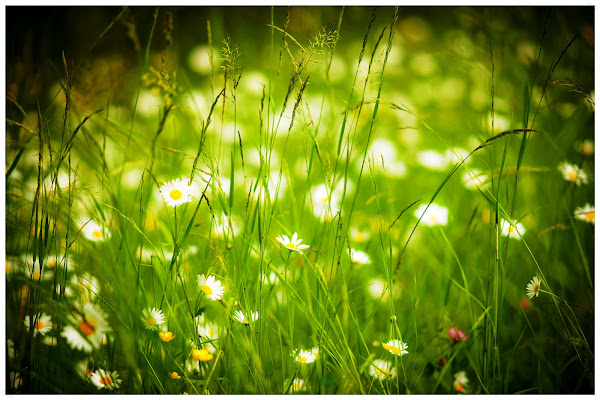 Фото лета в России / Photo of summer in Russia