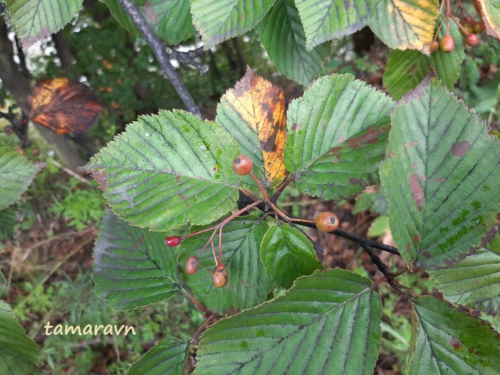 Мелкоплодник ольхолистный (Micromeles alnifolia)