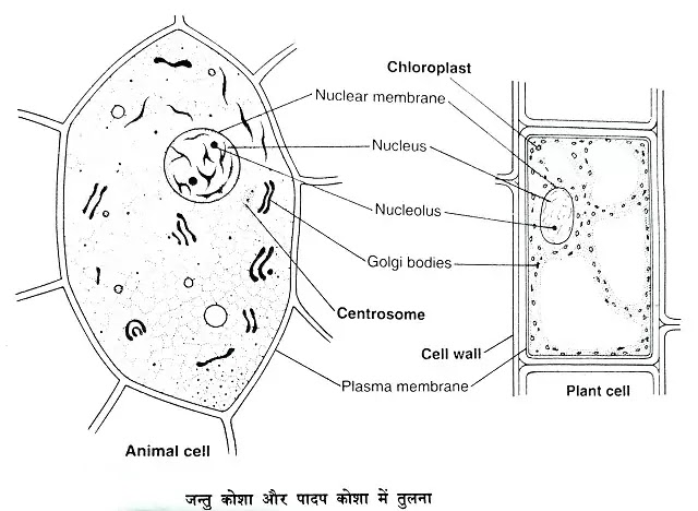 पादप कोशिका (Plant cell) तथा जन्तु कोशिका (Animal cell) में अन्तर|hindi