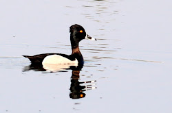 Spring 2023: Tufted Duck at East Lake Park