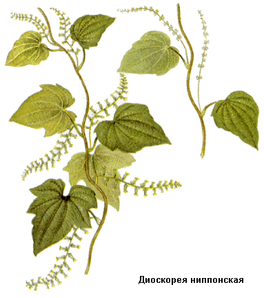 Диоскорея ниппонская (Dioscorea nipponica)