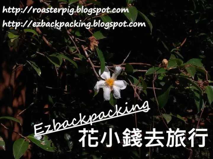 大埔滘山茶花