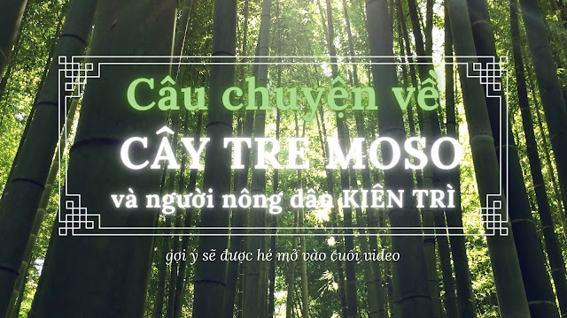 Câu chuyện về cây tre Moso và lòng kiên trì của người nông dân