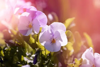 How-Much-Sun-does-Pansy-Plants-Requires