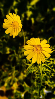 Magnifiques fleurs jaunes sauvages