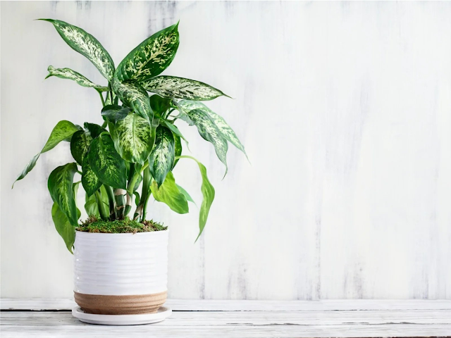 Dieffenbachia