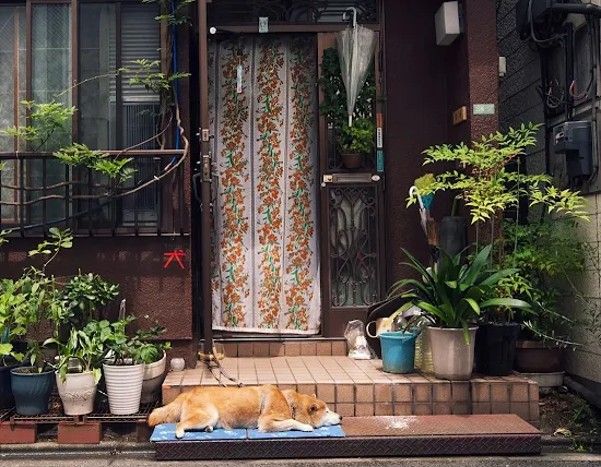 Dogs, from the loyal companions of the samurai to the enduring tale of Hachiko's loyalty, have left an indelible mark on Japan