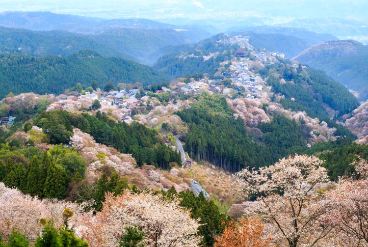 Mount Yoshino Sakura
