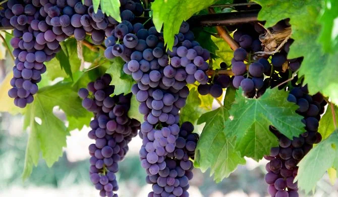 Health Benefits of Black Grapes