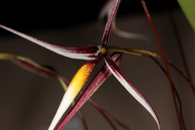 Bulbophyllum speciosum - The Outstanding Bulbophyllum care