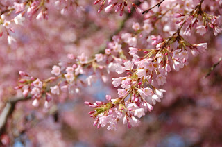 Prunus 'Stellata' (='Pink Star')