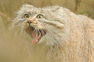 Conoce al gato Manul, el felino más expresivo del mundo