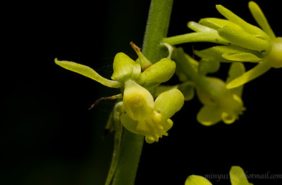 Calanthe davidii - David's Calanthe care