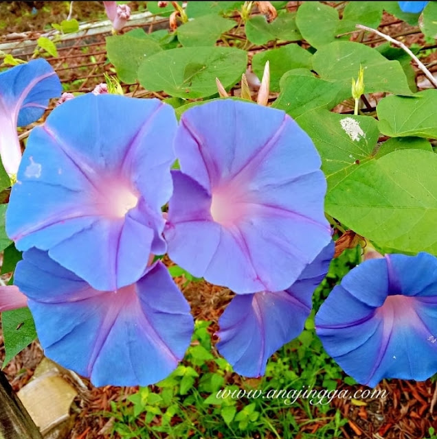 bunga kangkung biru