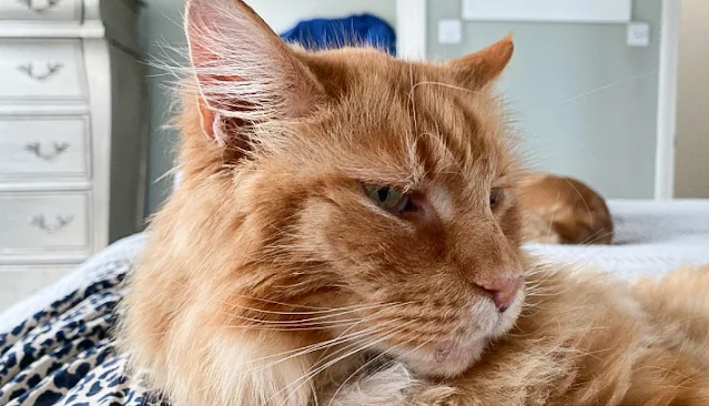 Ginger tabby Ted needs a new home