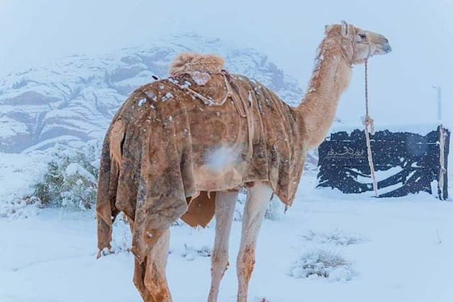 Nieve en el desierto genera pánico; se teme que el "Apocalipsis" esté cerca (VIDEO)