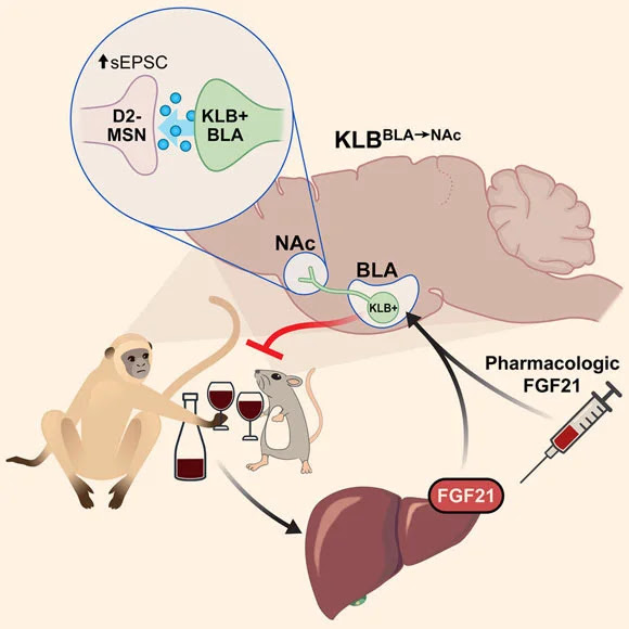 El FGF21 suprime el consumo de alcohol a través de una población específica de neuronas en el cerebro. Crédito de la imagen: Flippo et al., doi: 10.1016/j.cmet.2021.12.024.