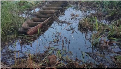 Seorang petani di sumsel hilang diterkam buaya muara 5 meter