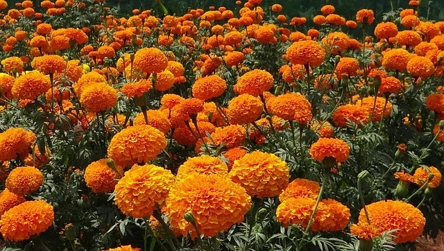 झेंडू -  Marigold Flower