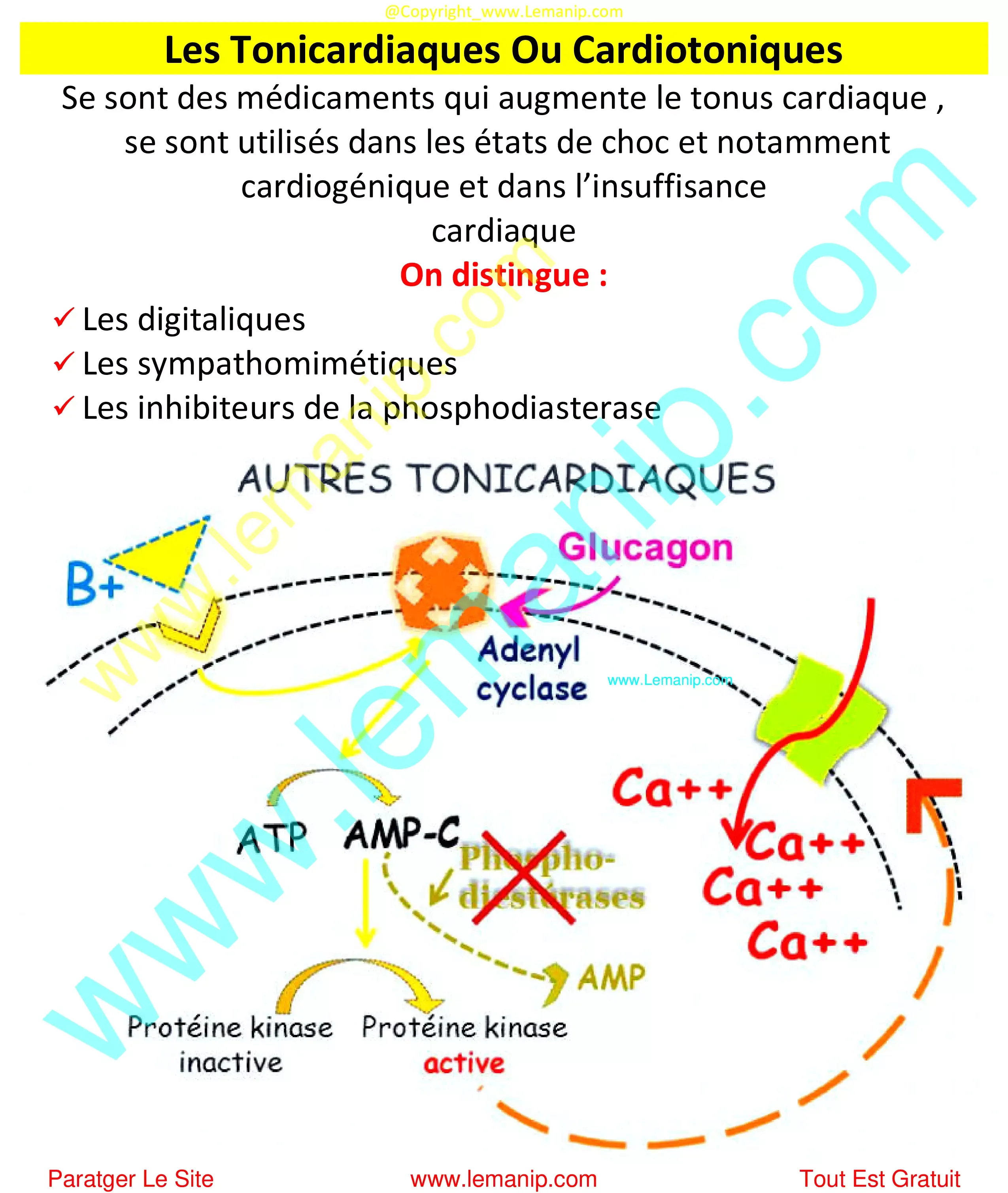 Les Tonicardiaques Ou Cardiotoniques