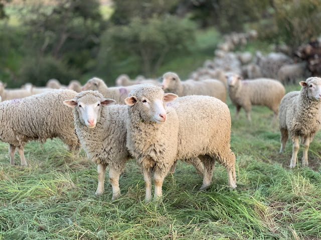 start-successful-australian-sheep