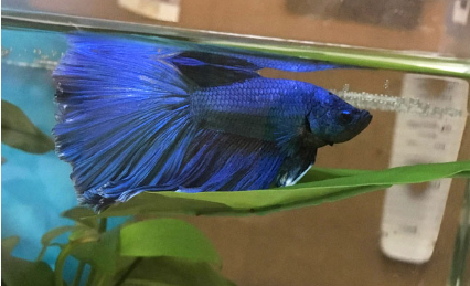 Betta Hammock DIY – Things To Know About Betta Hammock