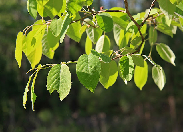 Ирга древовидная (Amelanchier arborea)