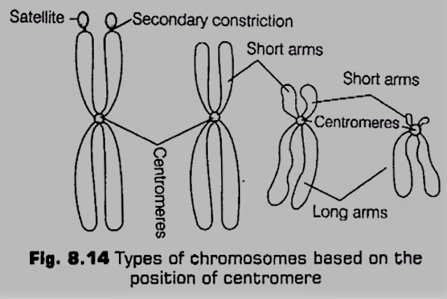 chromosomes