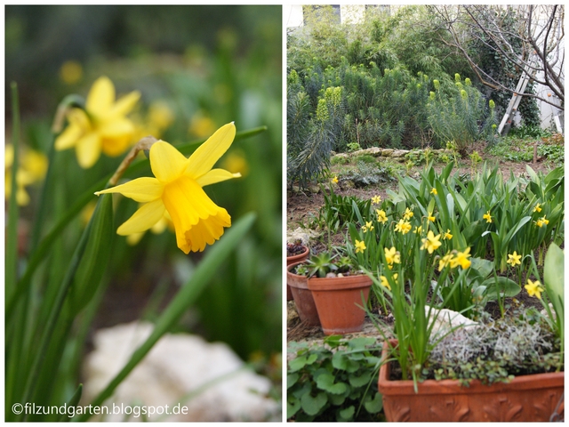 Narzissen tete á tete im Garten und Balkonkasten