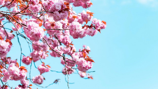 Wallpaper Blue Sky, Sakura, Flowers, Branches