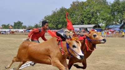 Lomba Kerapan Sapi, Begini Tanggapan Camat Wonorejo Kabupaten Pasuruan