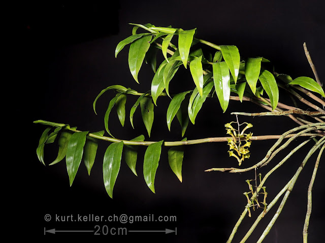 Dendrobium panduriferum