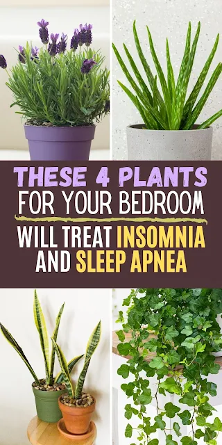 These 4 Plants For Your Bedroom Will Cure Insomnia and Sleep Apnea