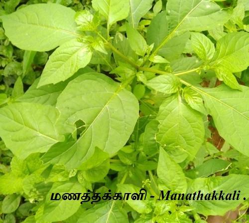 மணத்தக்காளி - Manathakkali - Cultivation and Crop Protection.