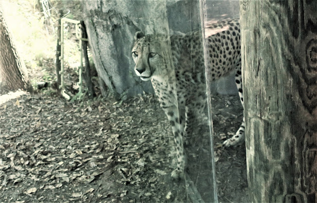 Cheetah, Kansas City Zoo, Missouri. September 2018.