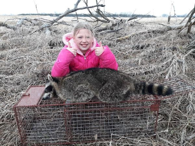 Dead raccoon out of the box.