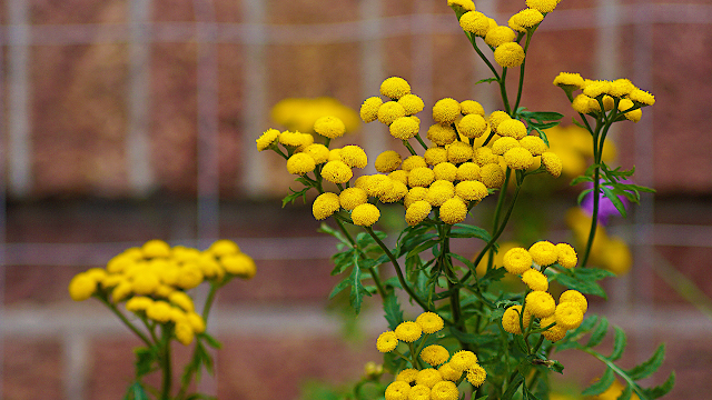 tansy