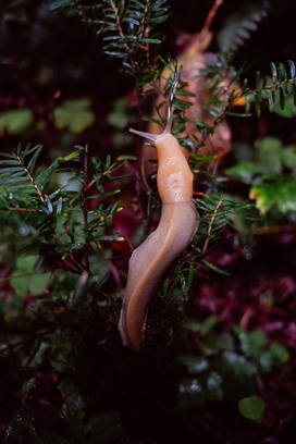 On the list of the slowest animals in the world is Banana Slugs as number one.
