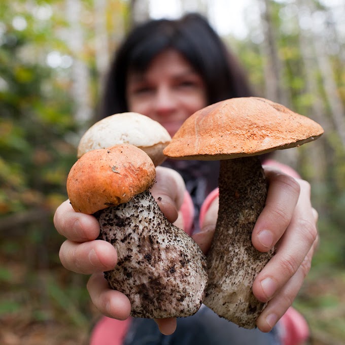 Certificate course in mushroom cultivation | Mushroom farming | Biobritte mushroom company