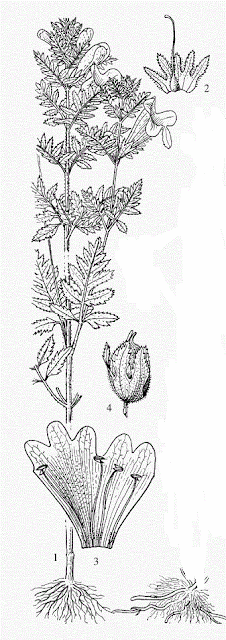 Вшивосемянник китайский / Вшивосемянник японский (Phtheirospermum chinense, =Phtheirospermum japonicum)