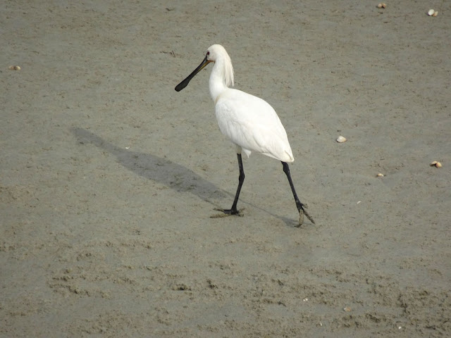 Spatule en Baie de Somme