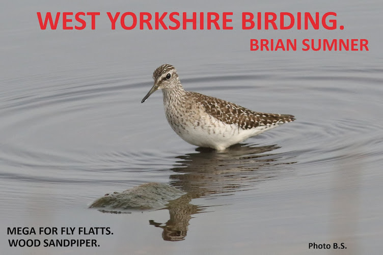 WEST YORKSHIRE BIRDING