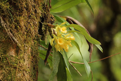 Trichopilia galeottiana - Galeotti's Trichopilia care