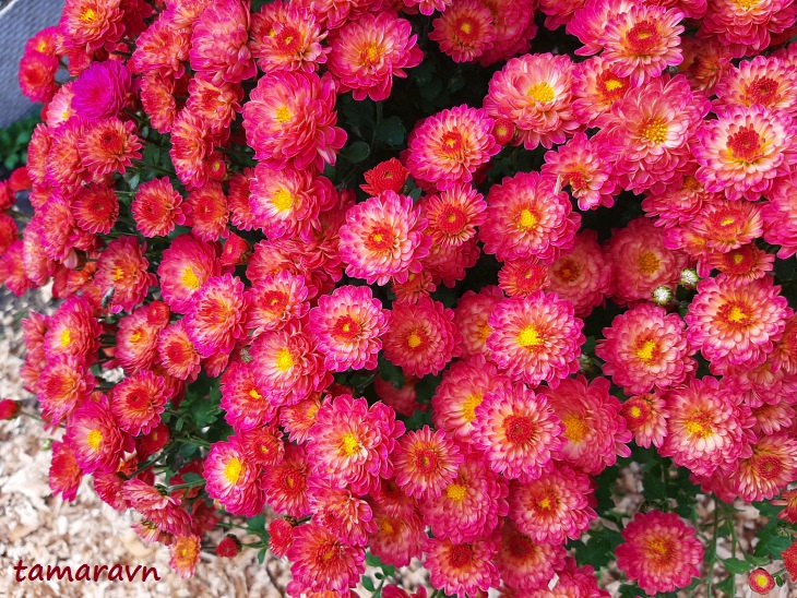 Хризантема (Chrysanthemum)