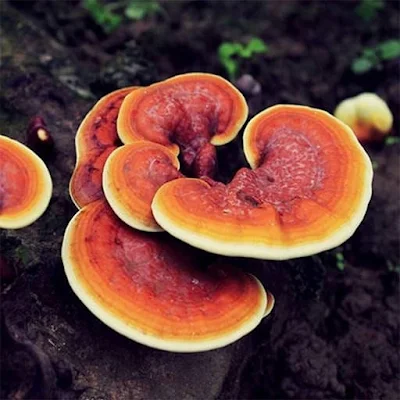 Ganoderma Mushroom Supplier in Bahrain