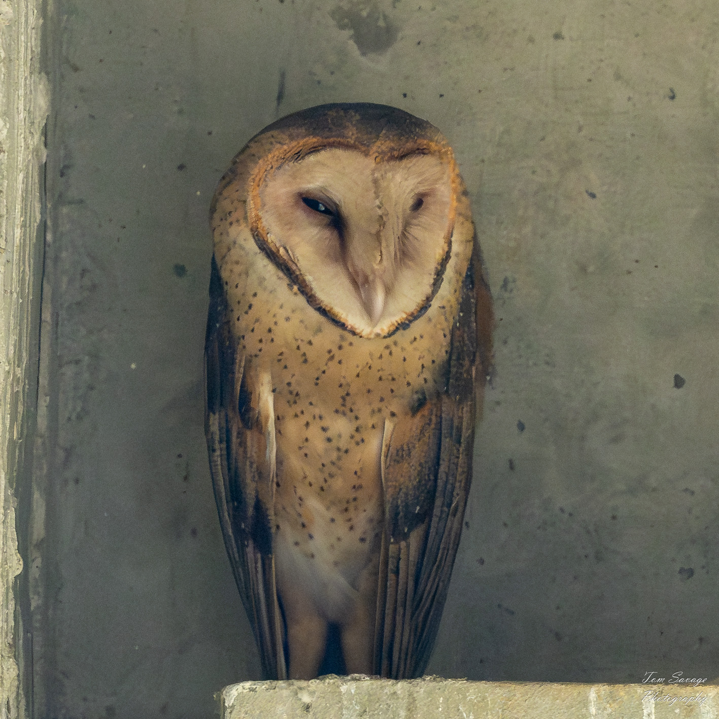 American Barn Owl