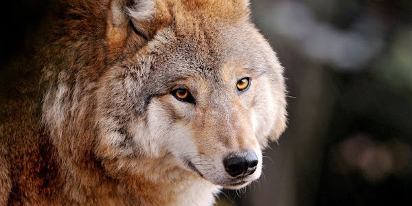 Lobos podem passar mais de uma semana sem se alimentarem, mas isto também quer dizer que, quando caçam, podem comer grandes quantidades. Segundo a International Wolf Center, há relatos de lobos comendo mais de 10kg de carne